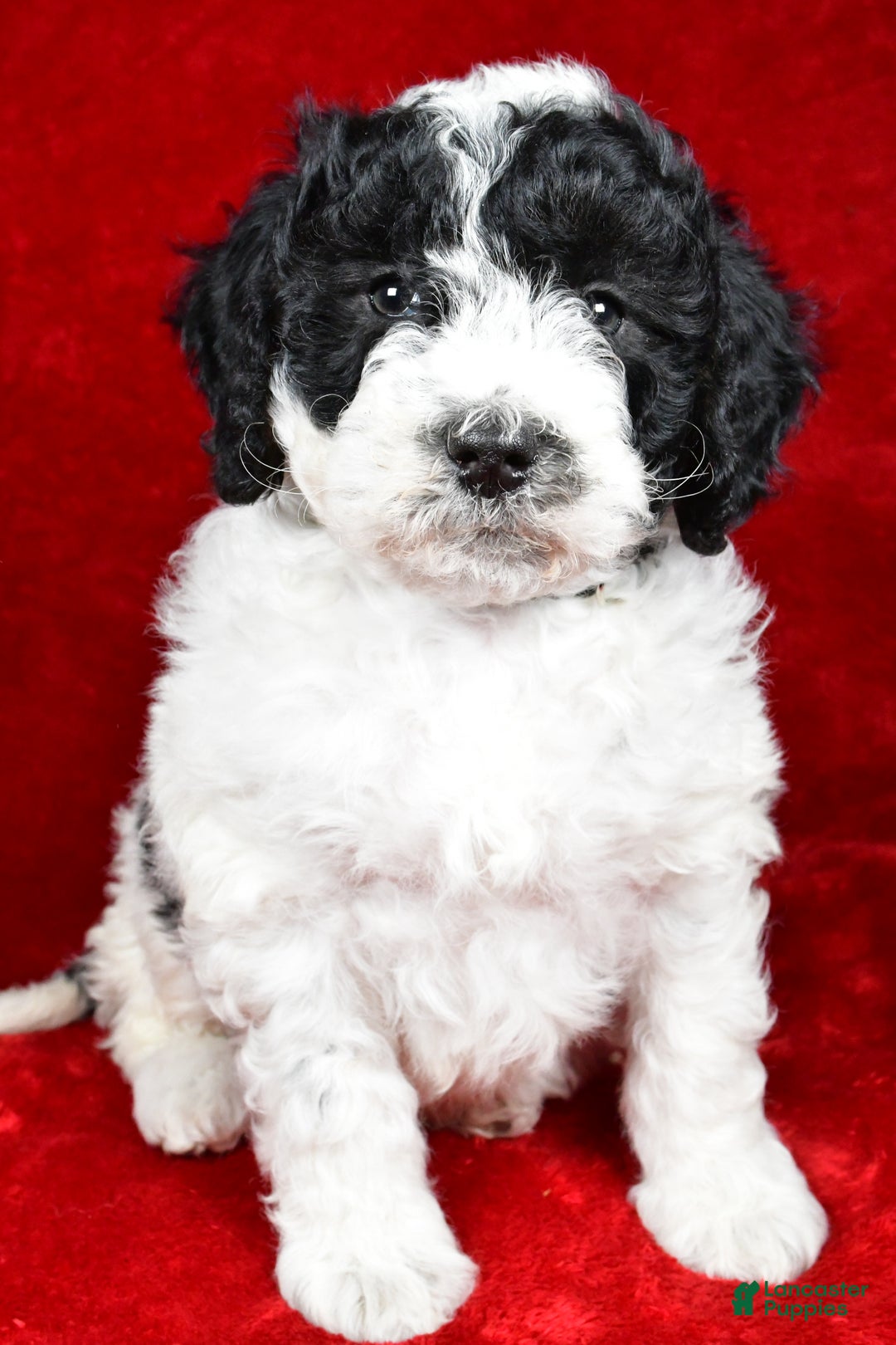 Mixed Breed dogs for sale: Sophie  - Ad 9