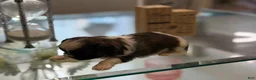 Shih Tzu dogs for sale: Toby - Ad 5