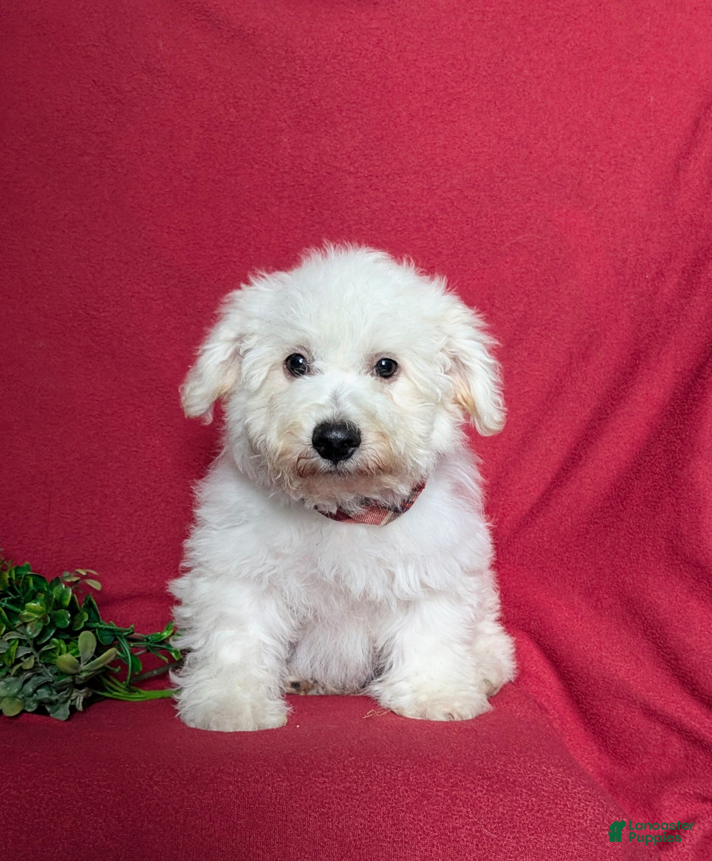 Bichon Frise dogs Barrister - Ad 1