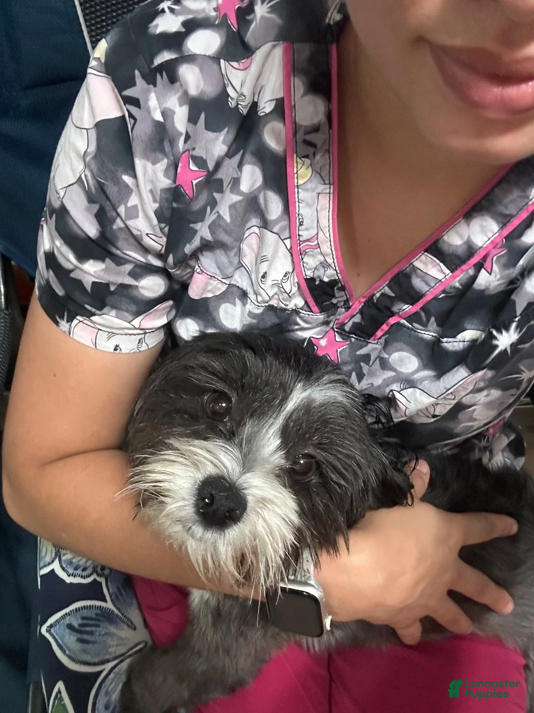Mixed Breed dogs for sale: Mixed Breed 1 - Ad 2