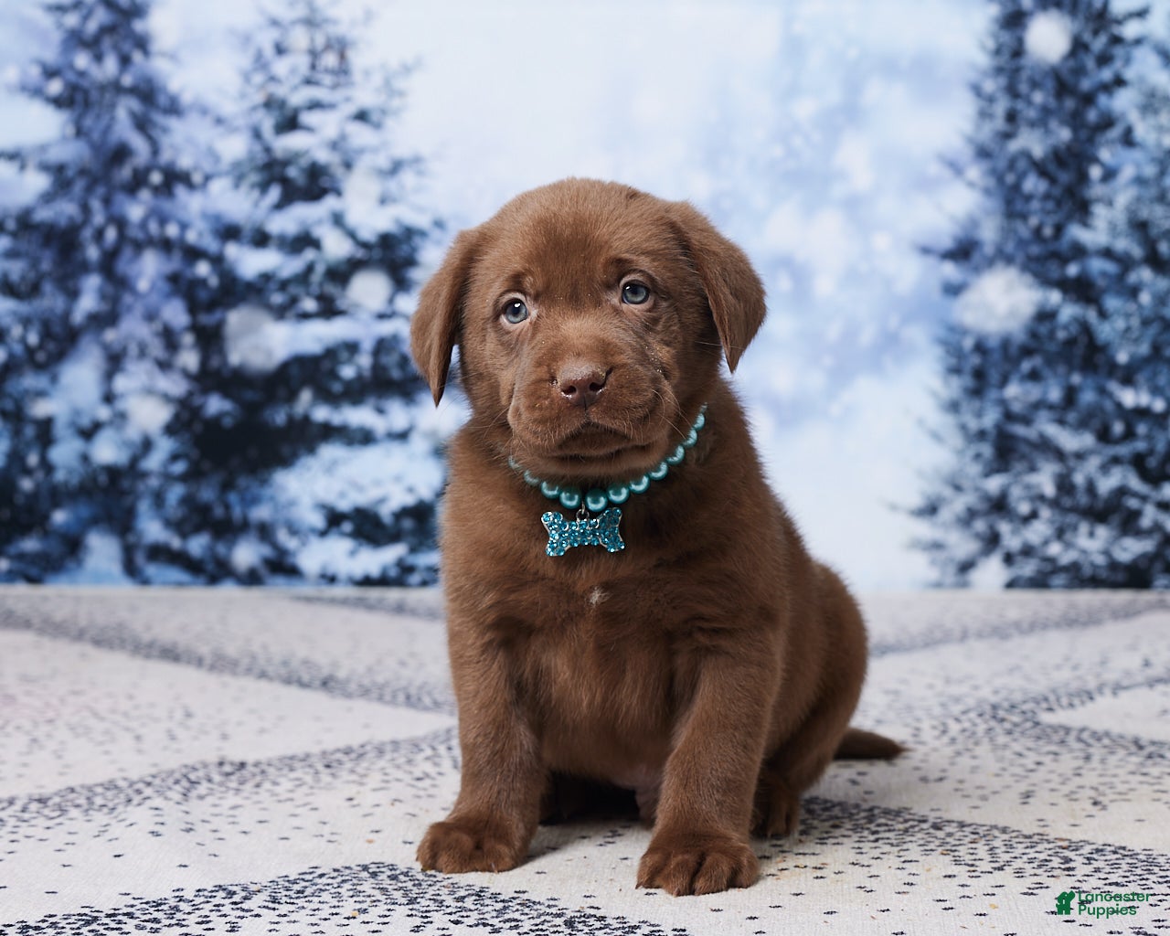 Labrador Retriever dogs Rocky - Ad 39