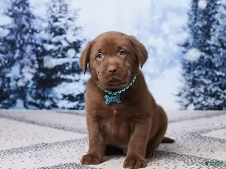 Labrador Retriever dogs Rocky - Ad 39