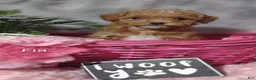 Shihpoo dogs for sale: Fia- on hold - Ad 4