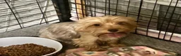 Yorkshire Terrier dogs for sale: Jon - Ad 4