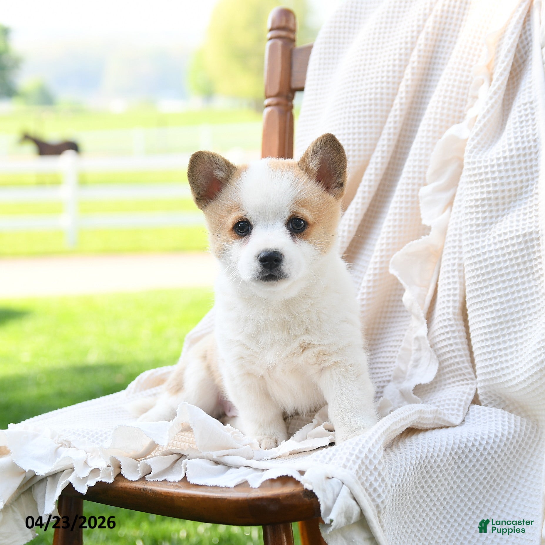 Welsh Corgi Pembroke dogs Victoria - Ad 1