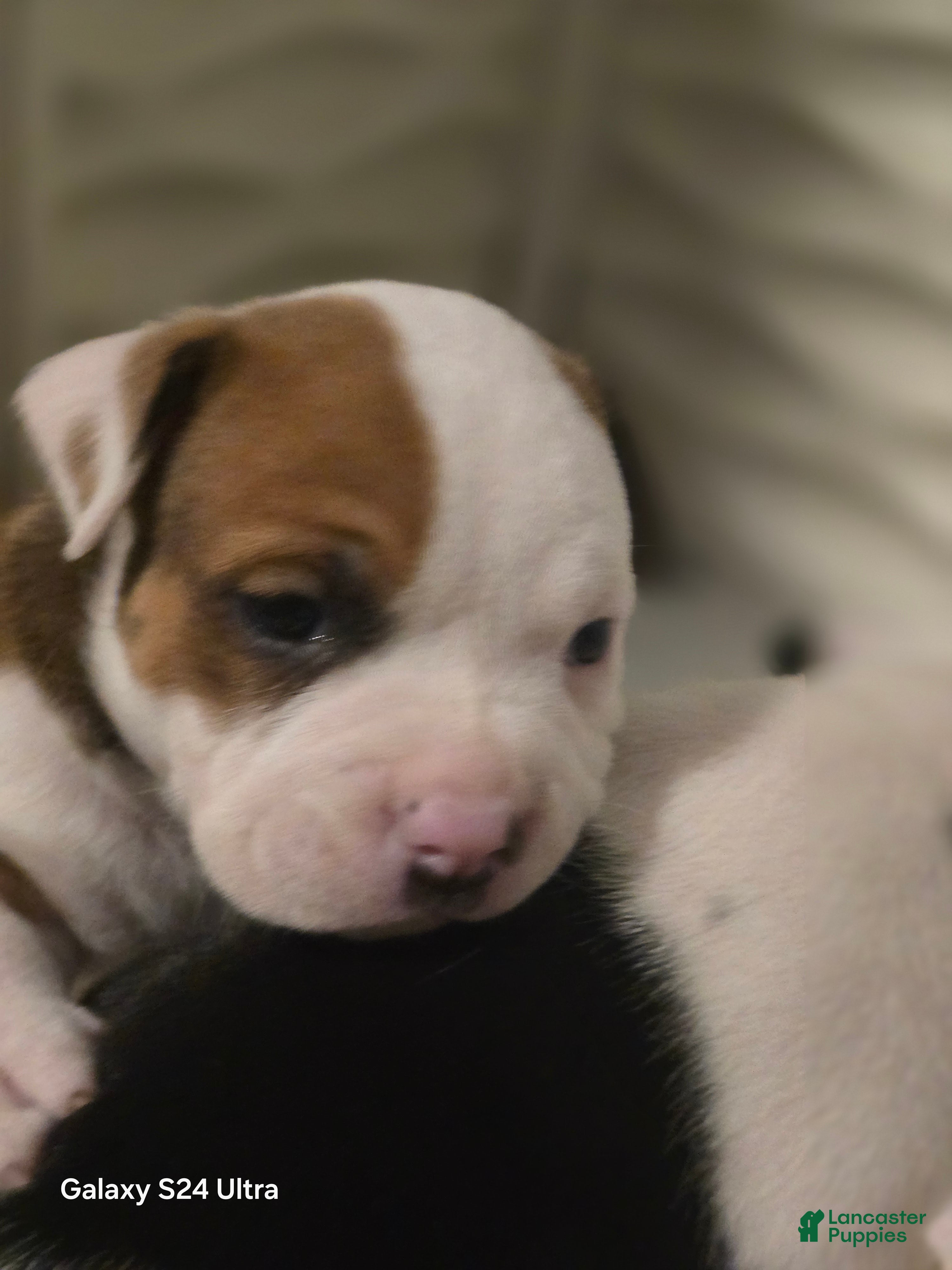 American Bully dogs Tator Tot  - Ad 41