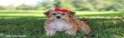 Yochon dogs for sale: Lucy - Ad 4
