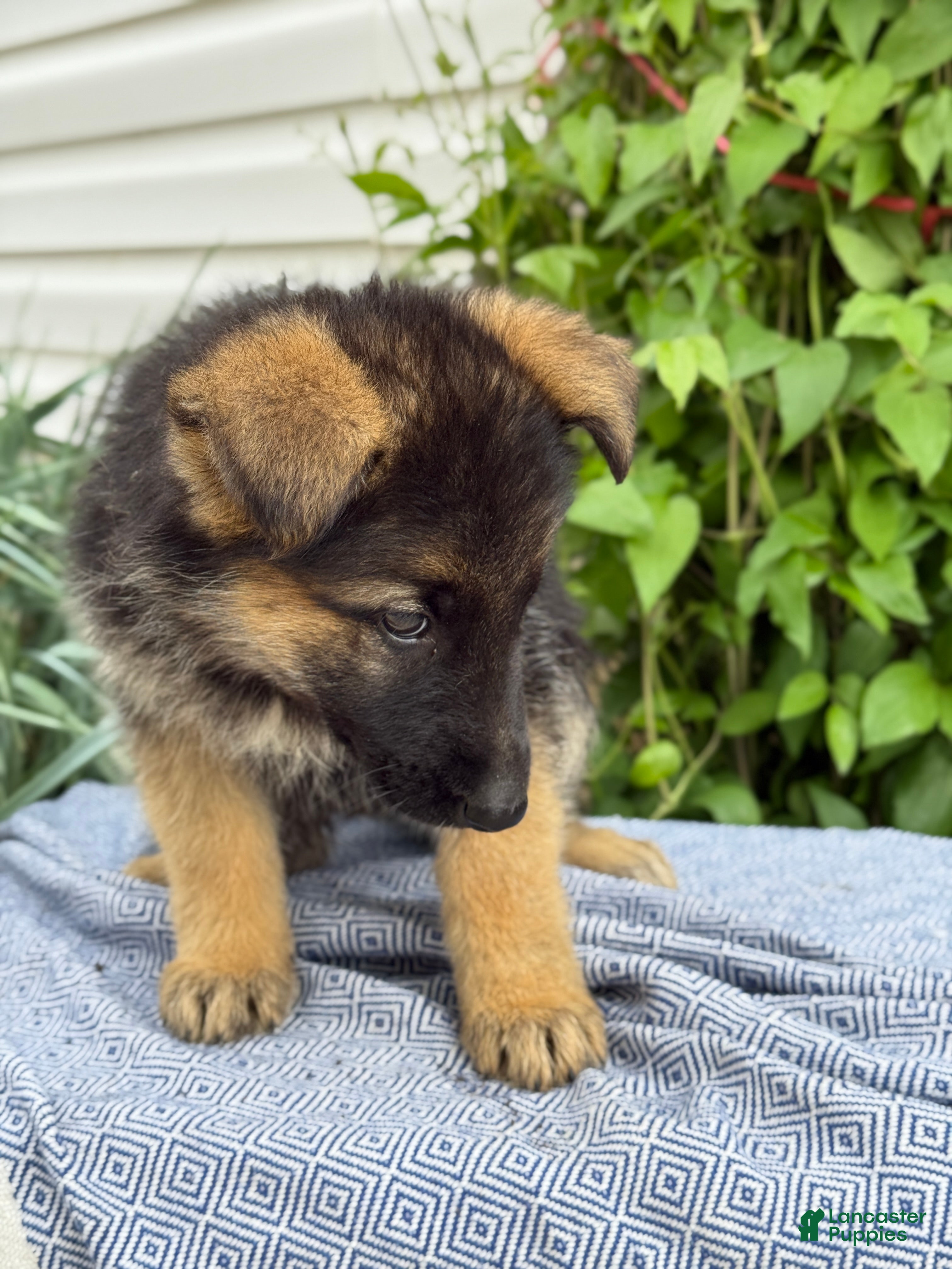 German Shepherd dogs Gemma - Ad 2
