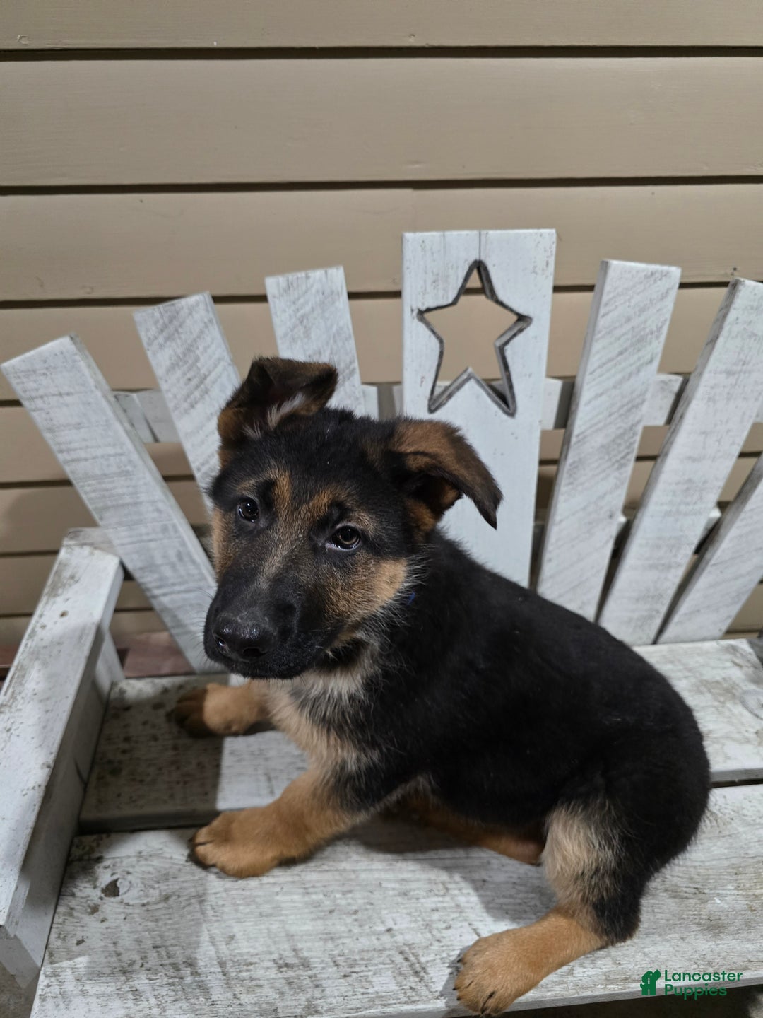 German Shepherd dogs for sale: Hunter - Ad 11