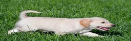 Labradoodle dogs for sale: Sally - Ad 7