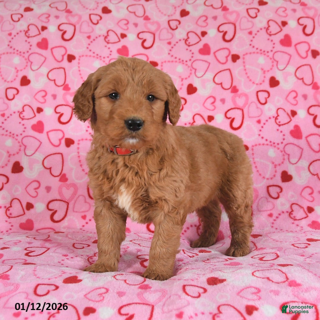 Goldendoodle dogs for sale: Bear - Ad 2