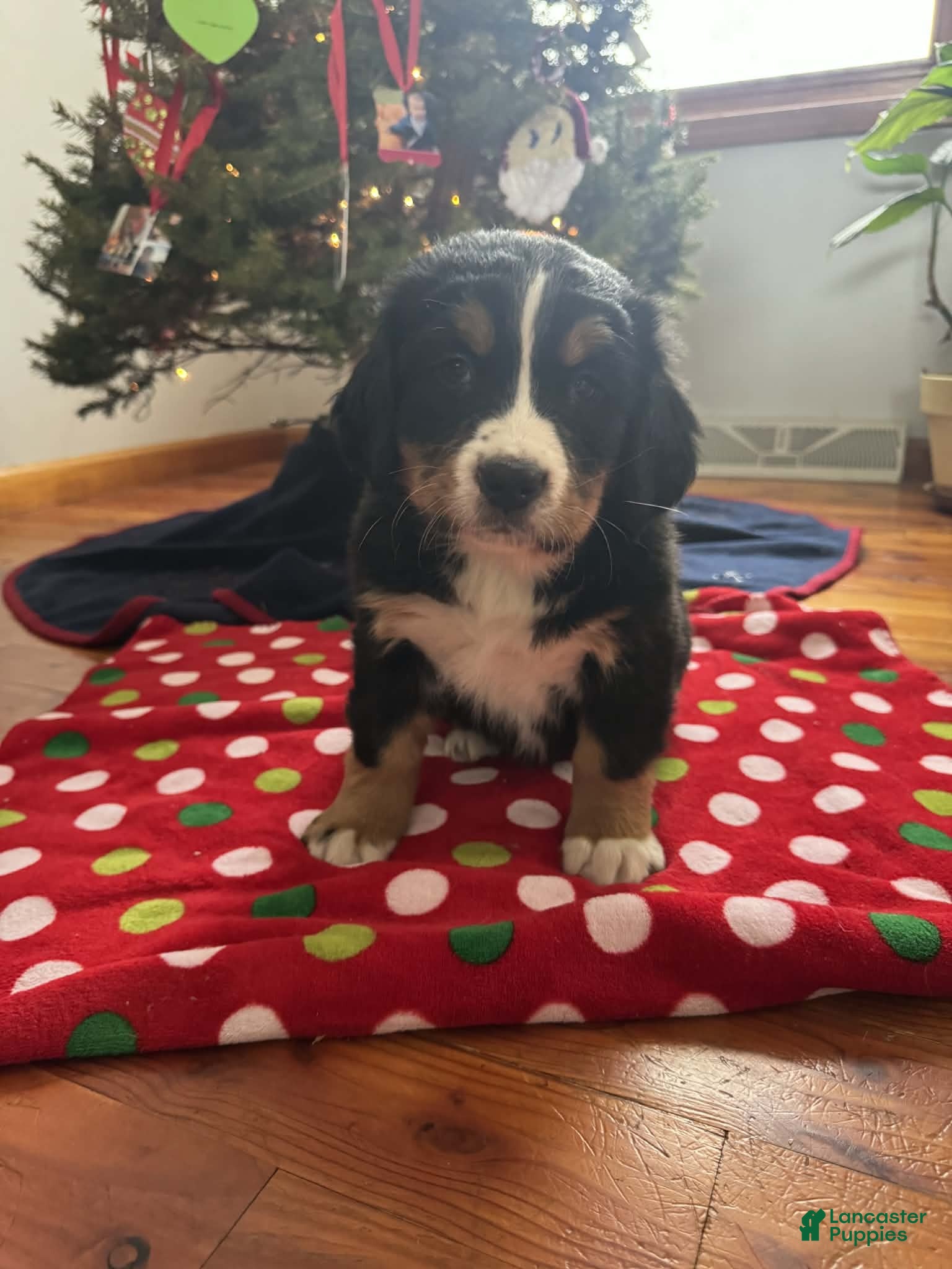 Bernese Mountain Dog dogs Hazel - Ad 32