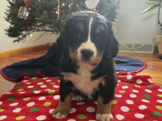 Bernese Mountain Dog dogs Hazel - Ad 32