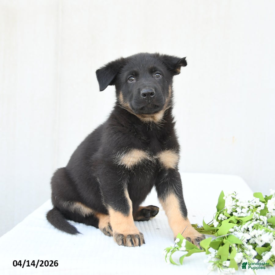 German Shepherd dogs Dunkin - Ad 2