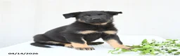 German Shepherd dogs for sale: Dunkin - Ad 2