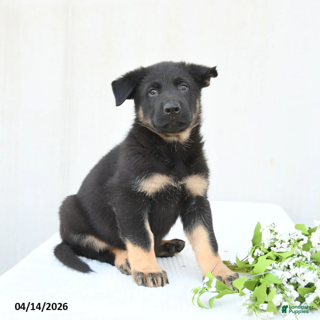 German Shepherd dogs for sale: Dunkin - Ad 2