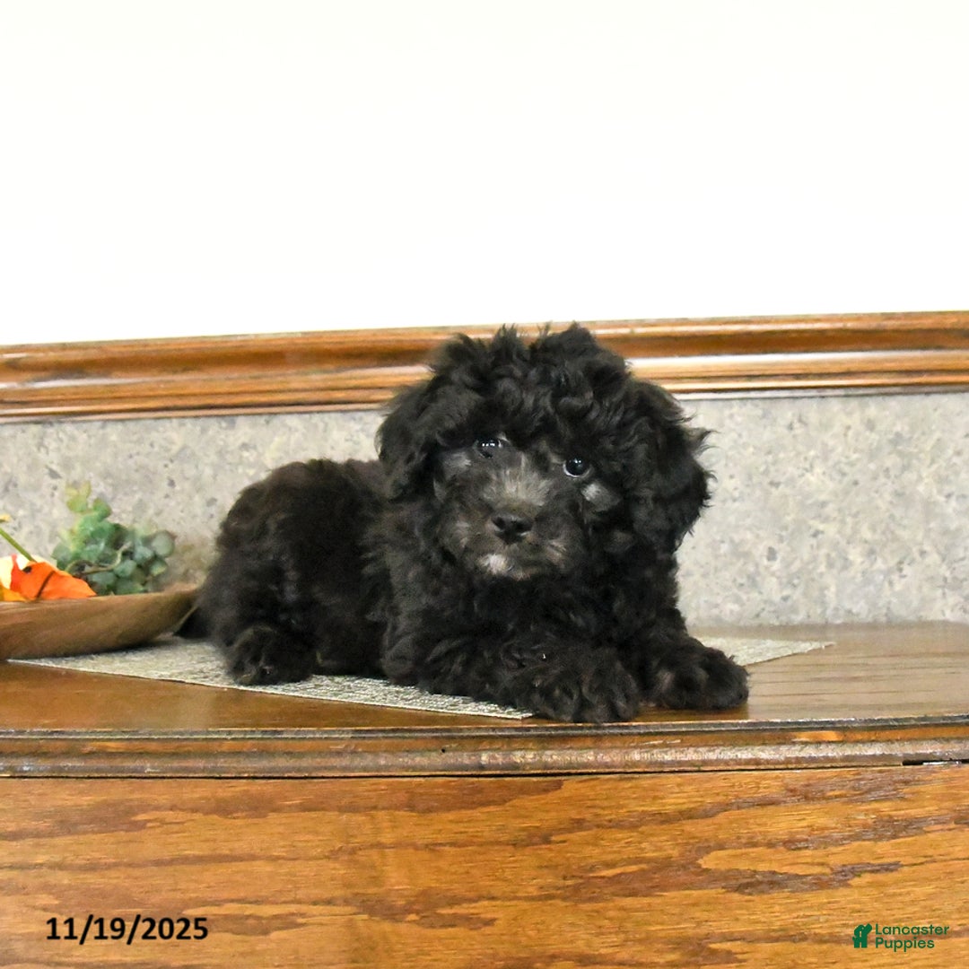 Mini Goldendoodle dogs for sale: Stella - Ad 4