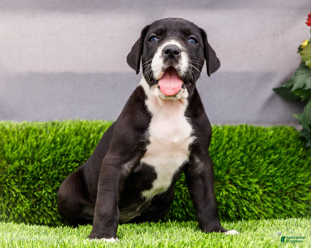 Great Dane dogs for sale: Kathy - Ad 5