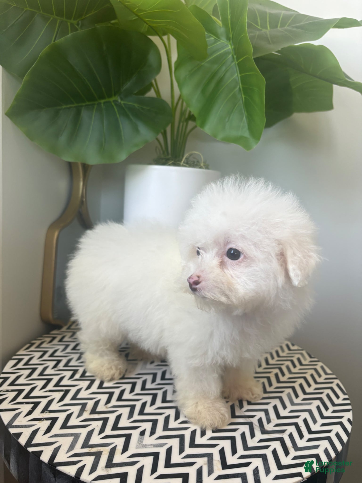 Toy Poodle dogs TEACUP TOYA❤️🐾 - Ad 2