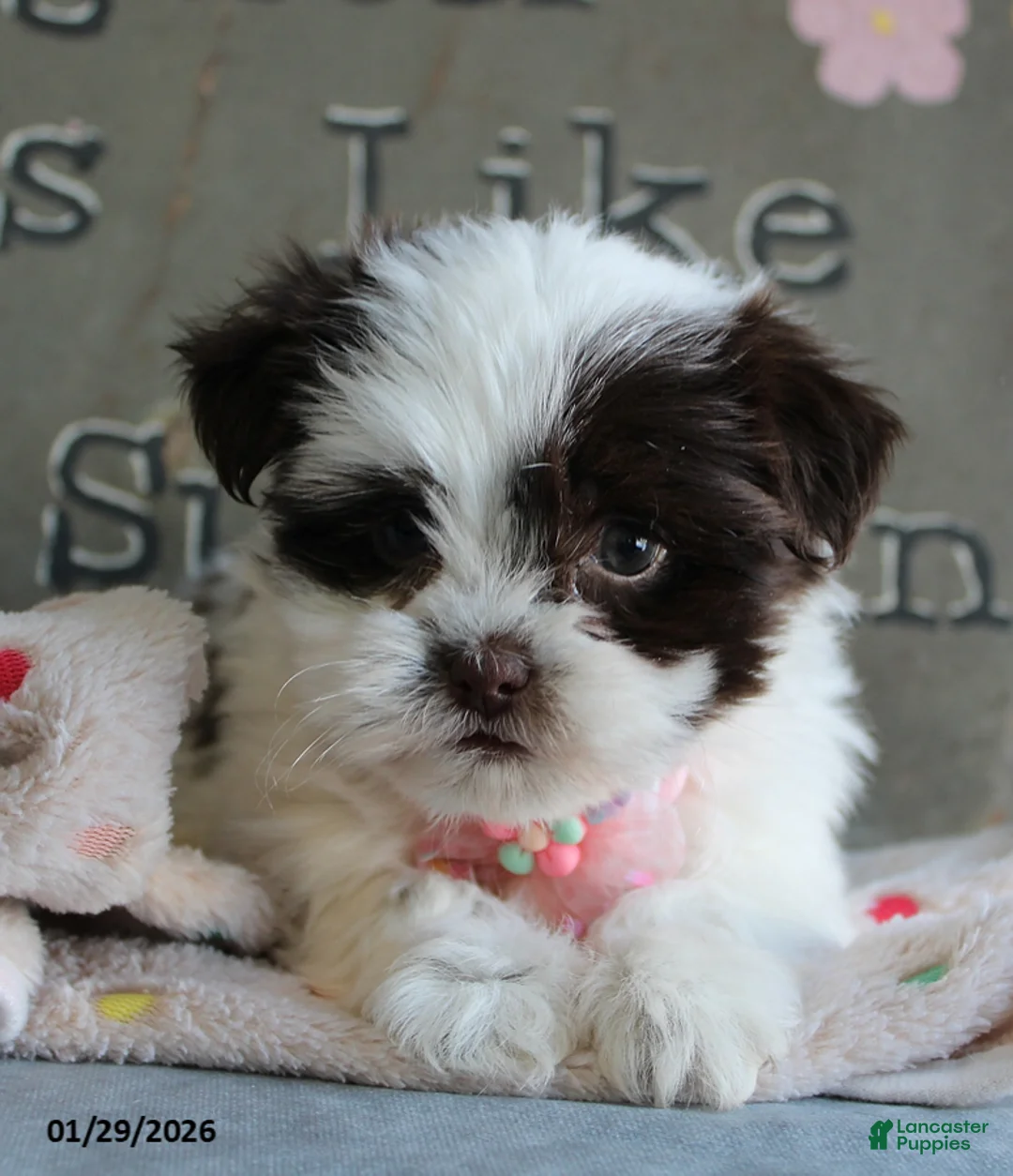 Malshi dogs for sale: Lily - Ad 3