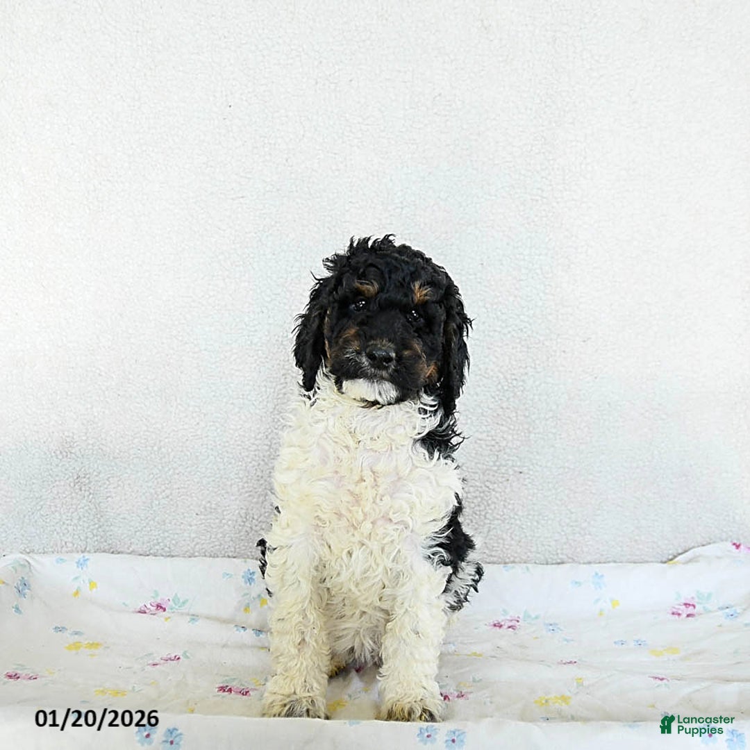 Standard Poodle dogs for sale: Maple   - Ad 3