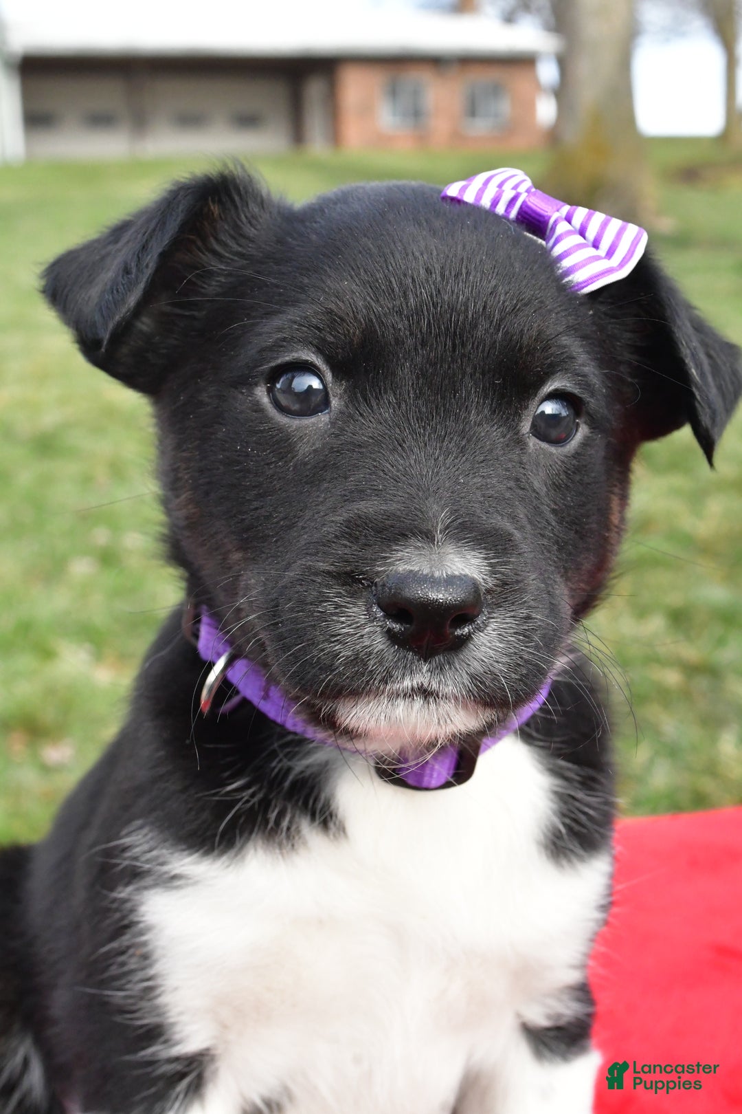 Mixed Breed dogs for sale: Maggie - Ad 8