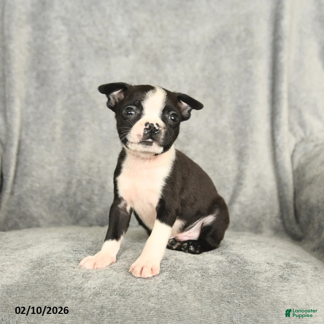 Boston Terrier dogs for sale: Barkley - Ad 4