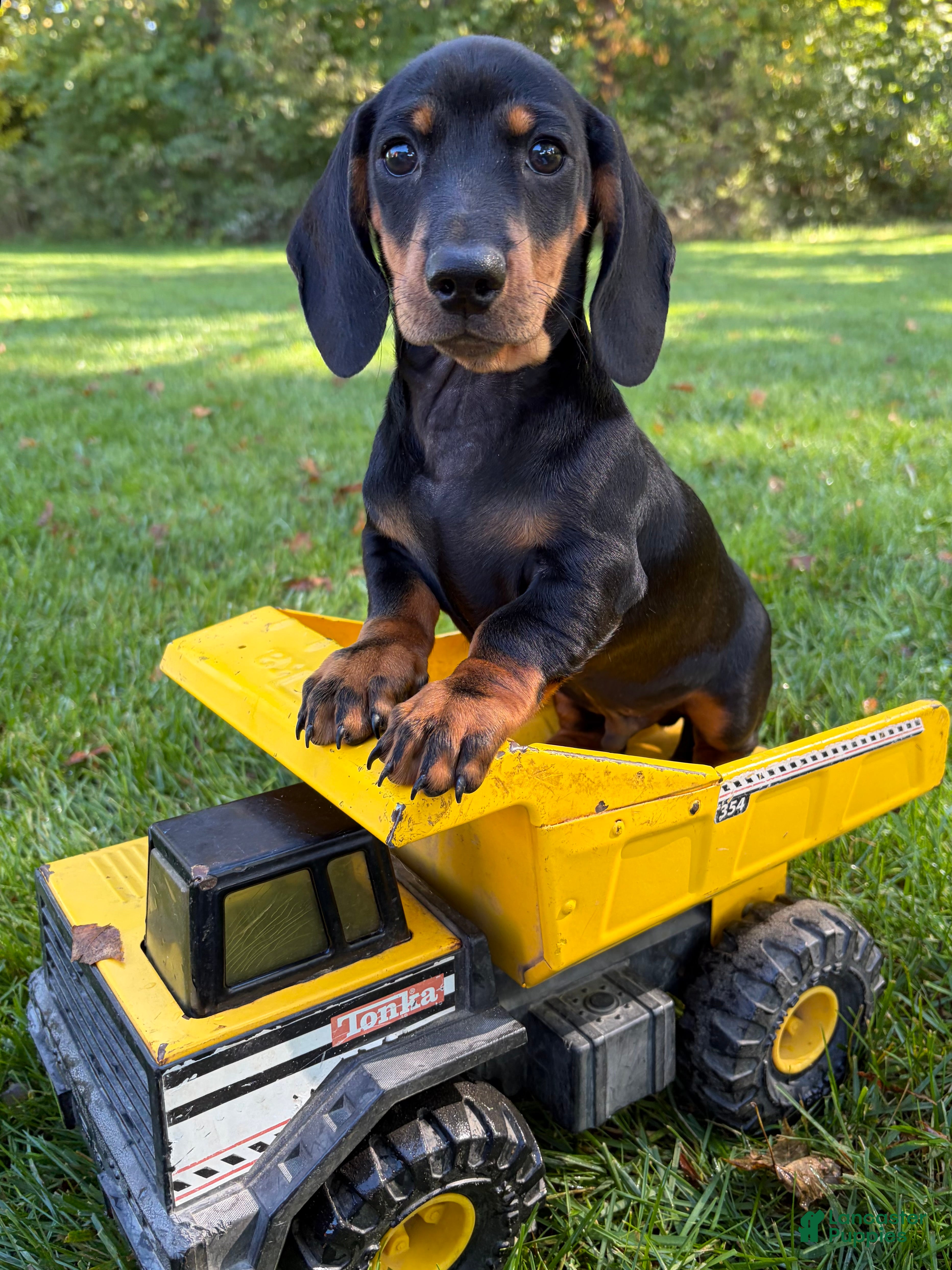 Dachshund dogs for sale: Reiley - Ad 1