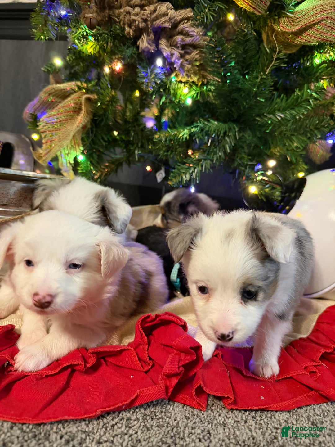 Miniature Australian Shepherd dogs for sale: PINK - Ad 4