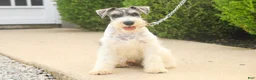 Miniature Schnauzer dogs for sale: Quinn Miniature Schnauzer (crate and leash Trained) - Ad 14