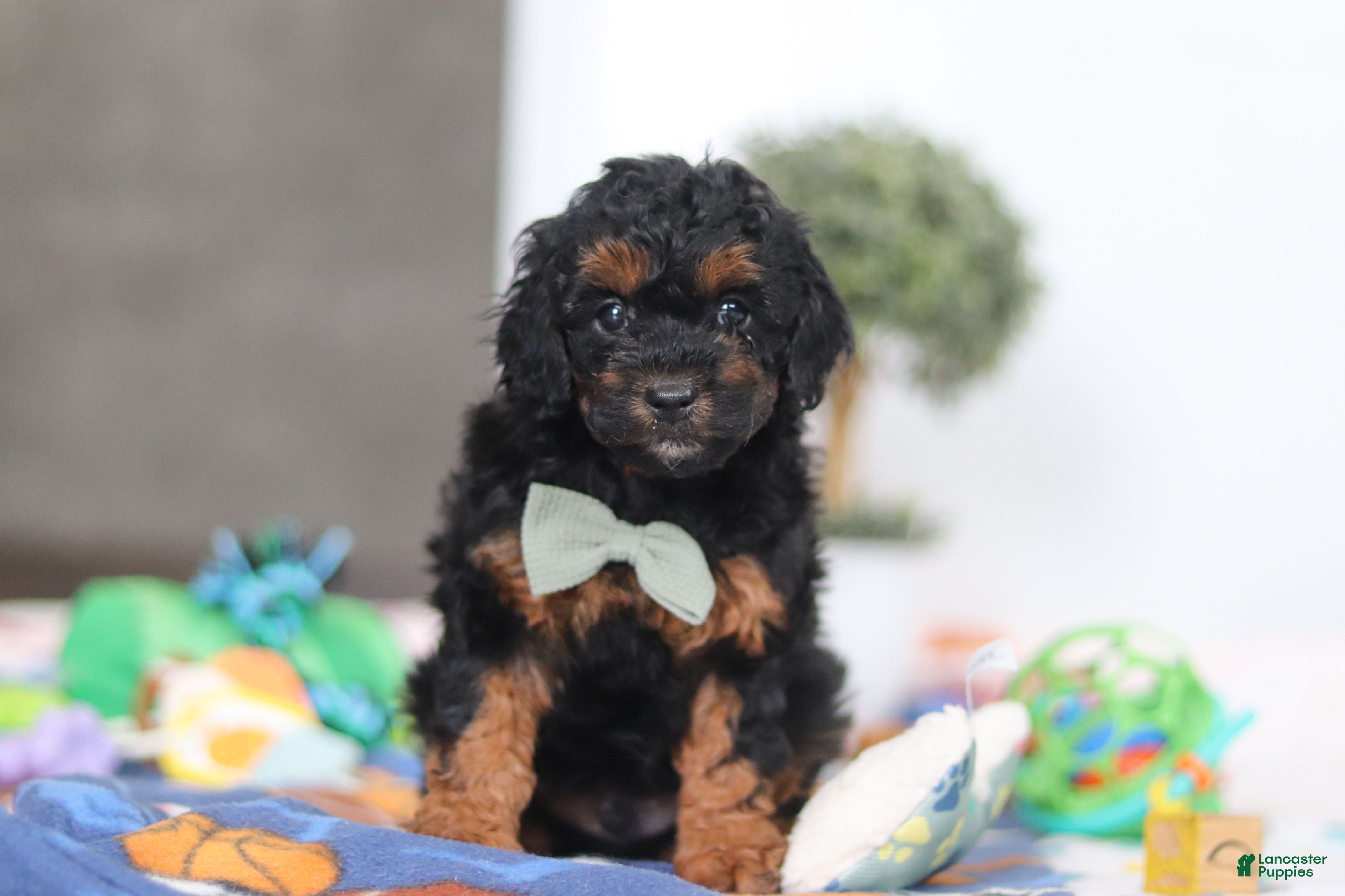 Miniature Poodle dogs Casey - Ad 1