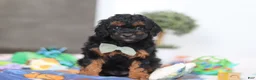 Miniature Poodle dogs for sale: Casey - Ad 1