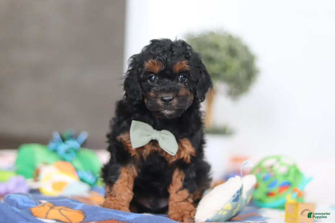 Miniature Poodle dogs for sale: Casey - Ad 1
