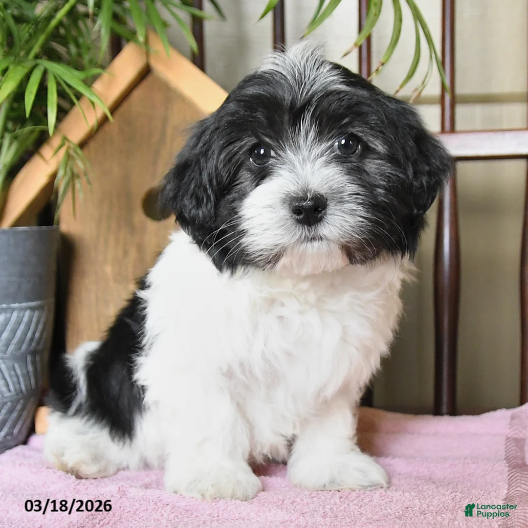 Havanese dogs for sale: Buddy - Ad 2