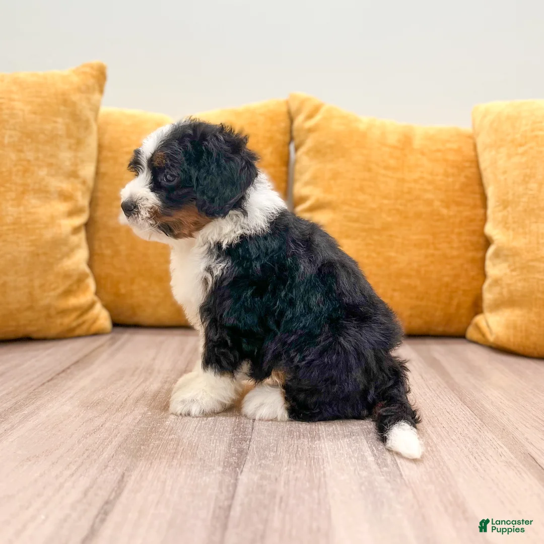 Mini Bernedoodle dogs for sale: Haven - Ad 2