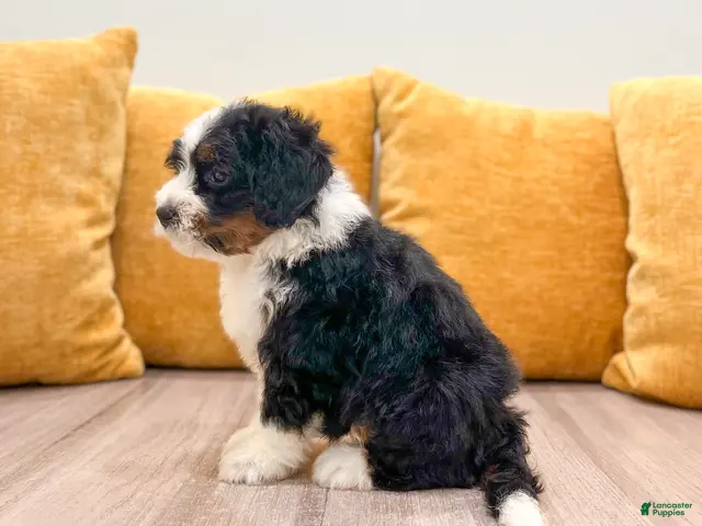 Mini Bernedoodle dogs for sale: Haven - Ad 2