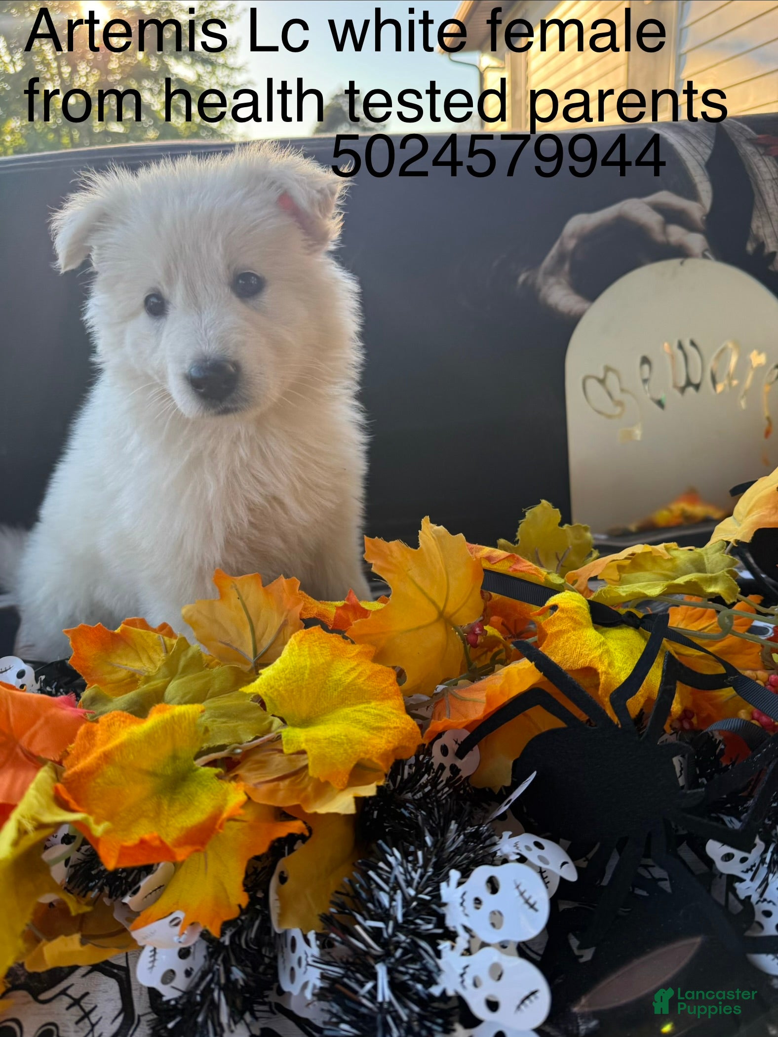 German Shepherd dogs for sale: Artemis  - Ad 23