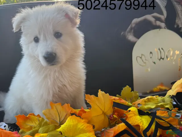 German Shepherd dogs for sale: Artemis - Ad 23