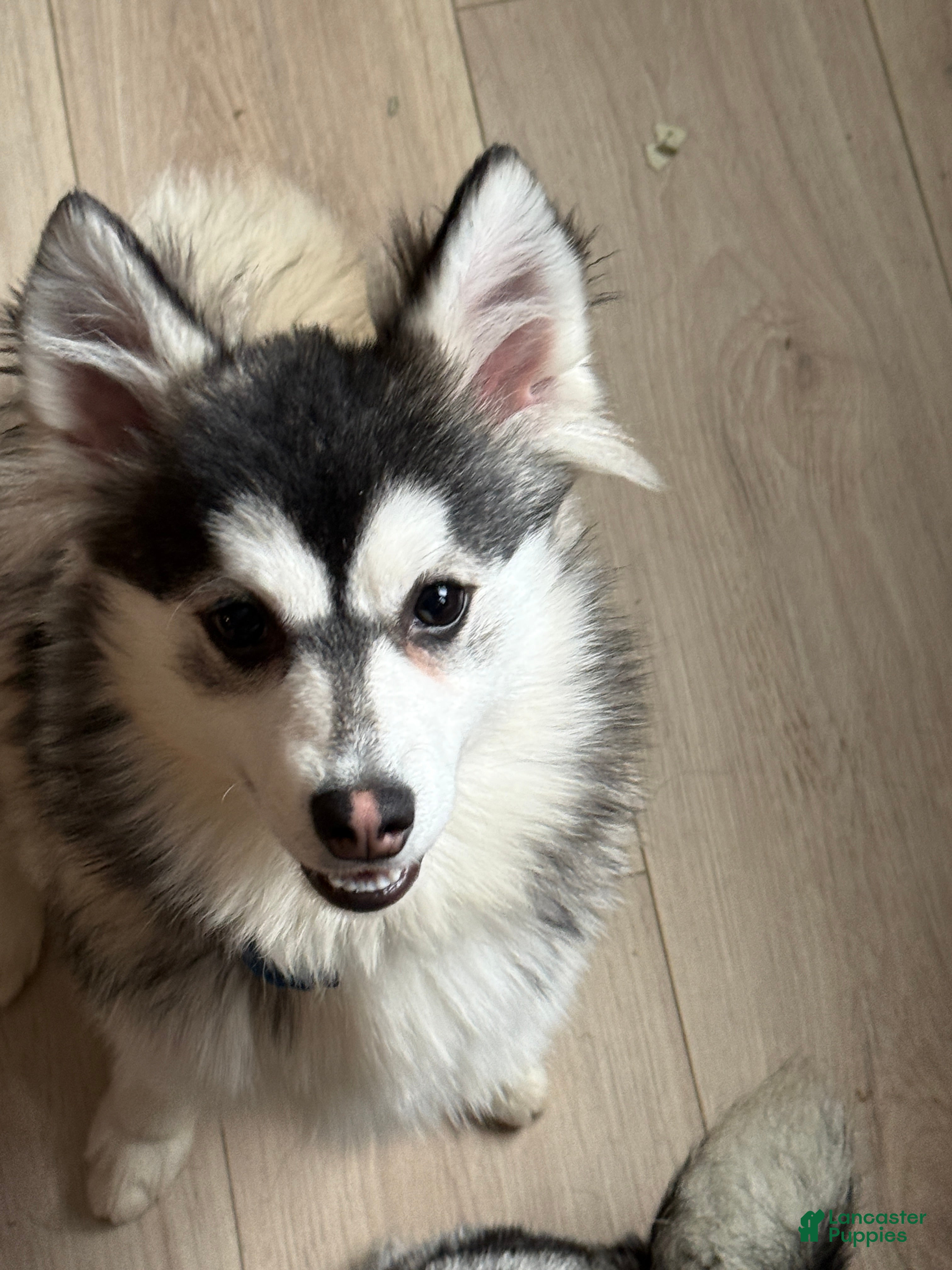 Pomsky dogs Fuji - Ad 2