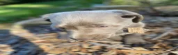 Labrador Retriever dogs for sale: Harley - Ad 8