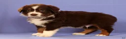 Miniature Australian Shepherd dogs for sale: Mark - Ad 3
