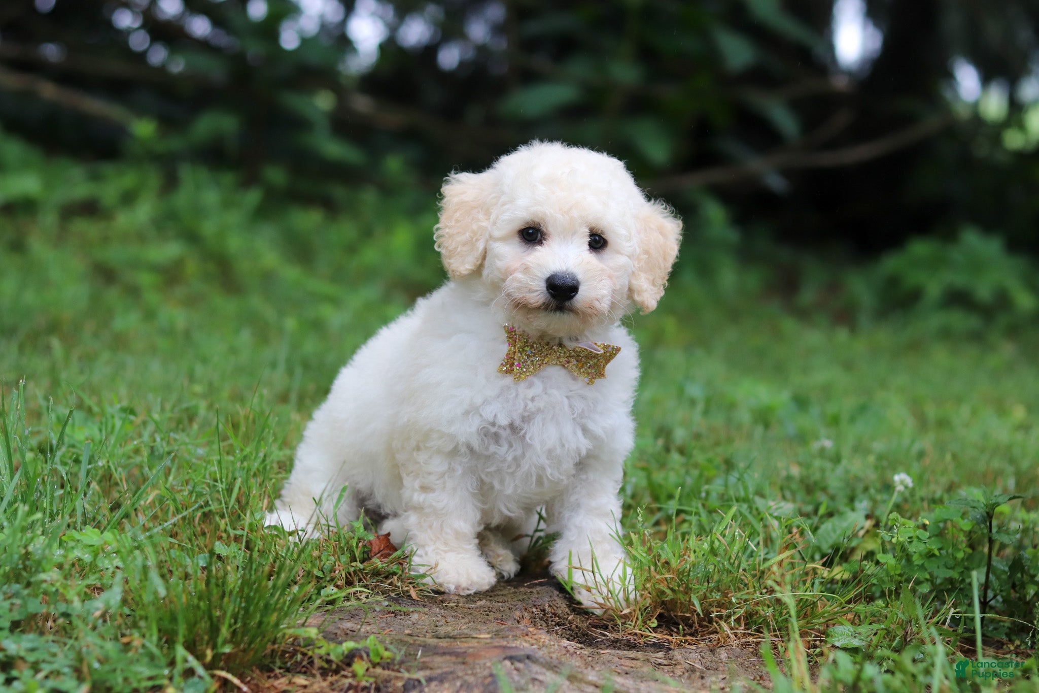 Bichpoo dogs Ollie - Ad 2