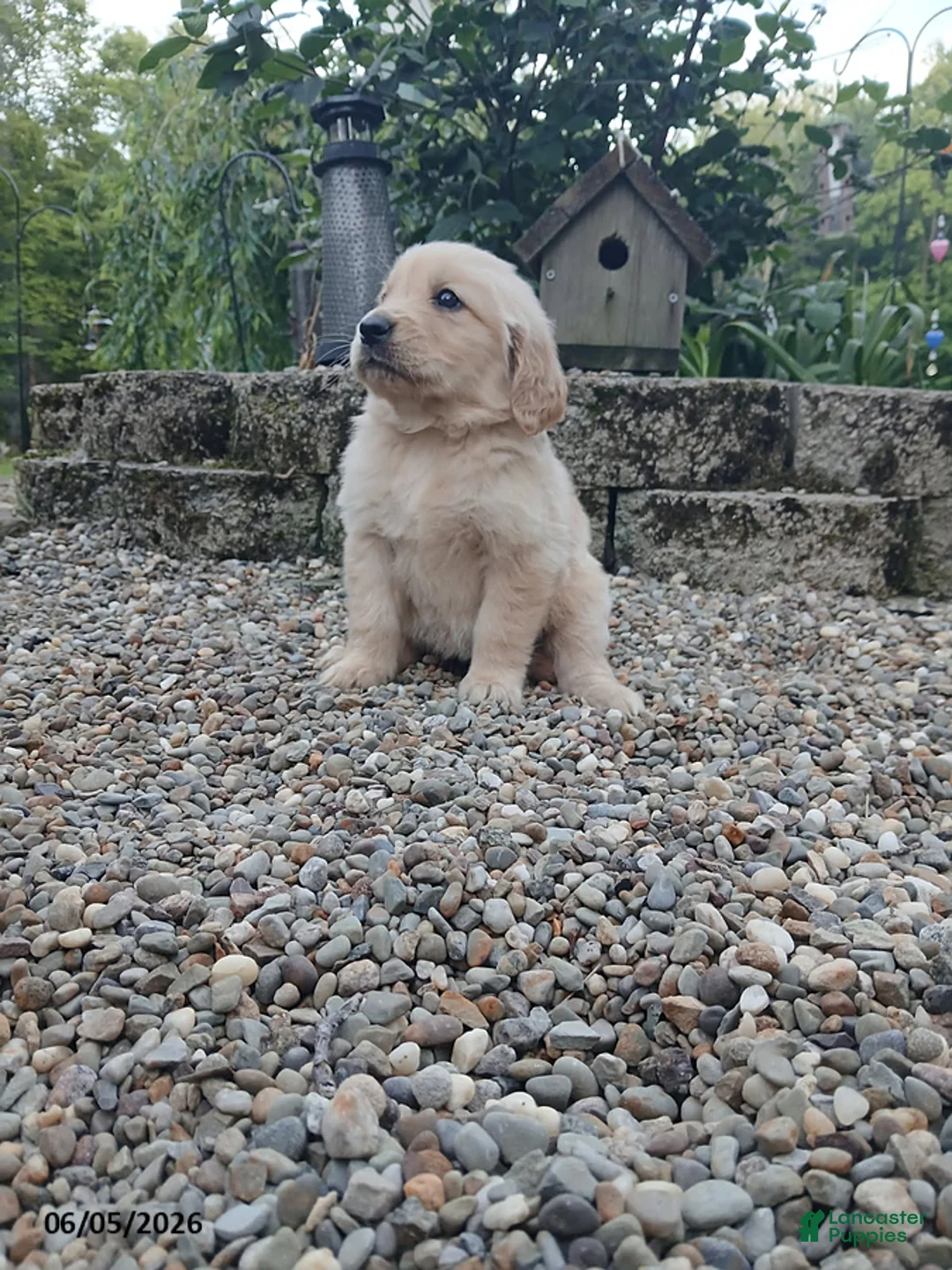 Golden Retriever dogs for sale: Ruthie - Ad 1