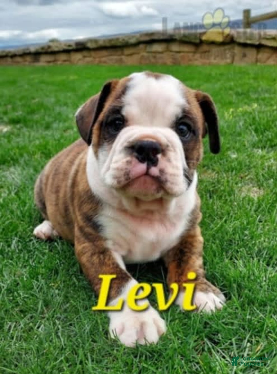 Gallery Image {{count}}