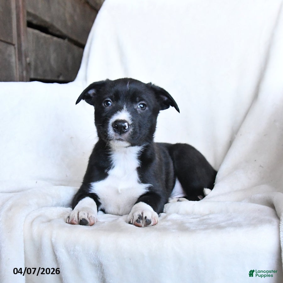 Border Collie dogs Flora   - Ad 2