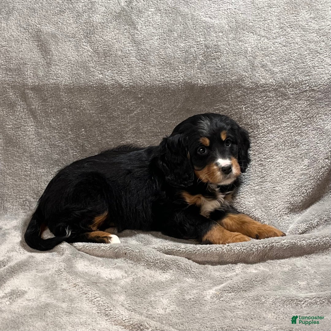 Mixed Breed dogs for sale: Glory - Ad 3