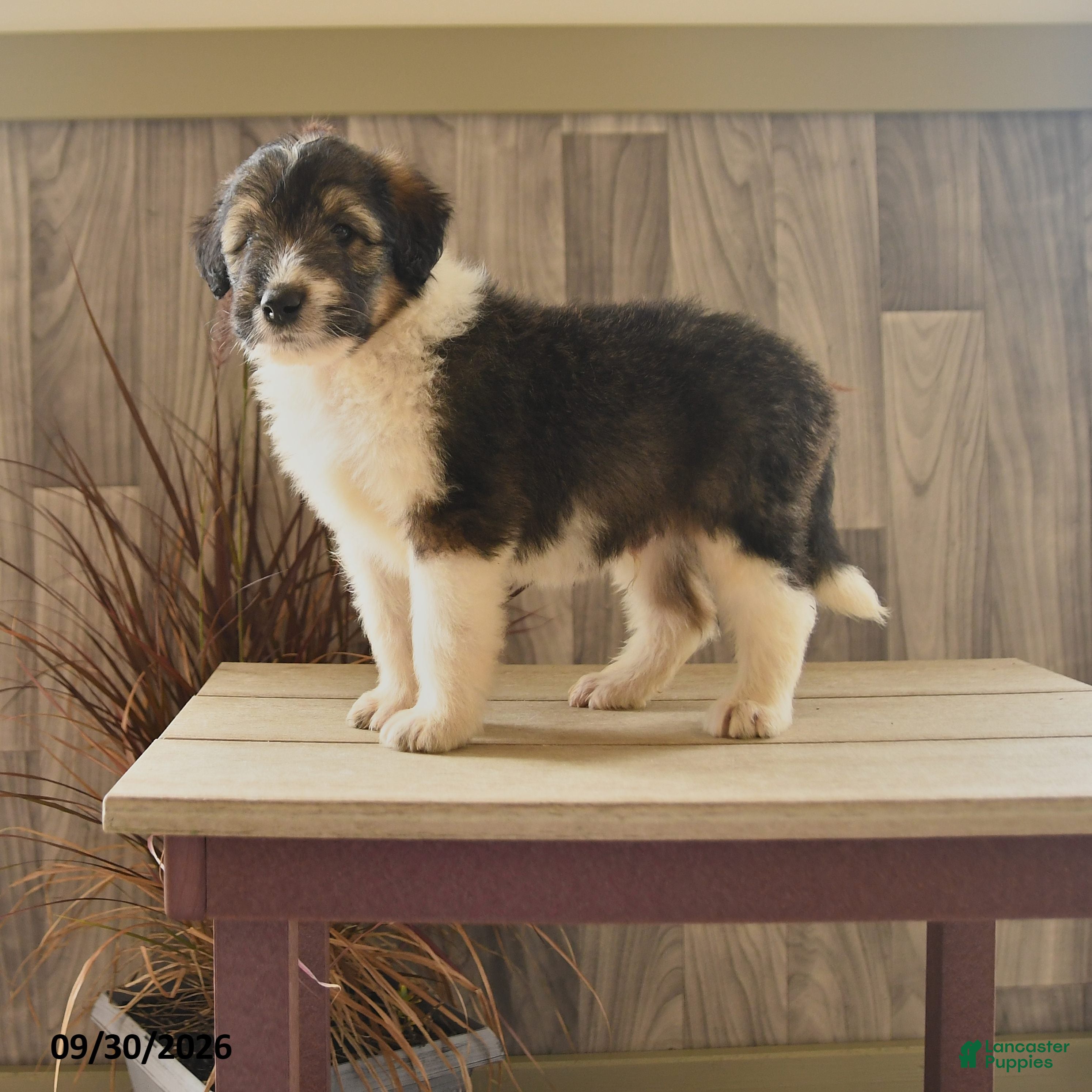 Mixed Breed dogs Butterball - Ad 1