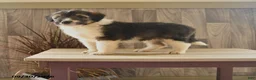 Mixed Breed dogs for sale: Butterball - Ad 1