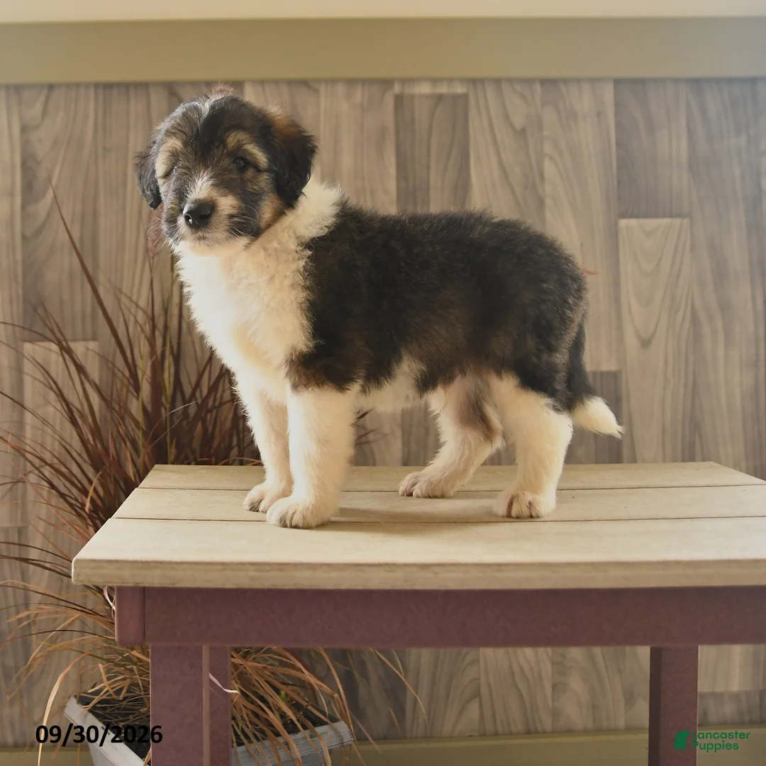 Mixed Breed dogs for sale: Butterball - Ad 1