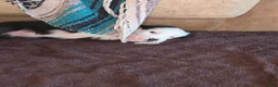 Sheepadoodle dogs for sale: Carol  - Ad 2